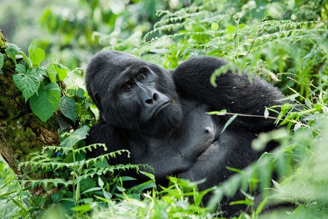 07-Days Murchison Falls, Queen Elizabeth & Gorillas Safari - Key Highlights To Know Before You Go