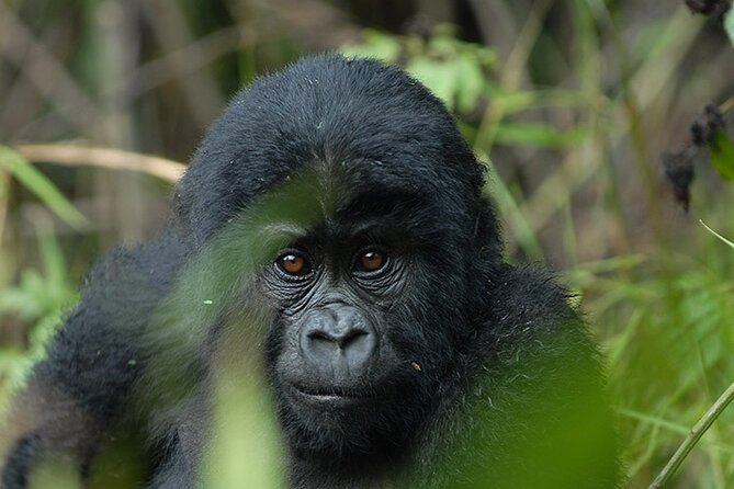 07-Days Murchison Falls, Queen Elizabeth & Gorillas Safari - How Private Touring Changes Your Days in Uganda
