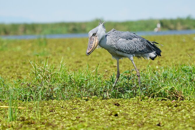 1/2 Mabamba Swamp Shoebill Tour - Key highlights I’d plan around