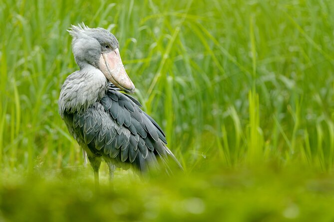 1/2 Mabamba Swamp Shoebill Tour - Mabamba Swamp from Entebbe, done the practical way