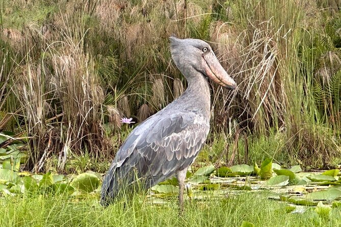 1/2 Mabamba Swamp Shoebill Tour - The shoebill “odds game,” and how guides improve them