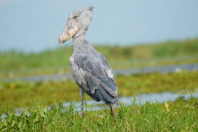1/2 Mabamba Swamp Shoebill Tour - Private transport and included costs, where the $130 makes sense