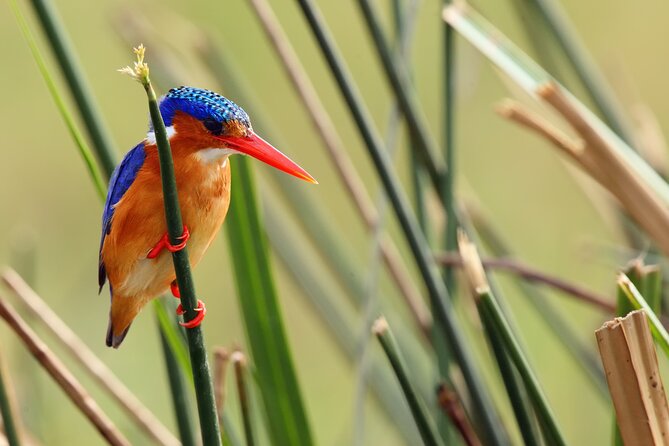 1/2 Mabamba Swamp Shoebill Tour - What the reviews consistently praise (and what to expect)
