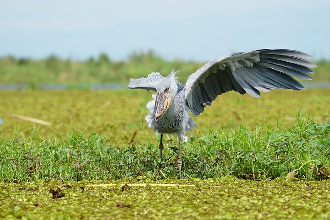 1/2 Mabamba Swamp Shoebill Tour - Who this tour is best for