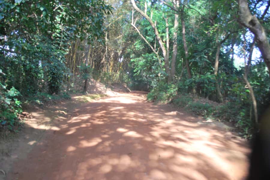 1-Day Best of Entebbe City Guided Walking Tour - Chimpanzee Trust and conservation context: what to confirm on your route