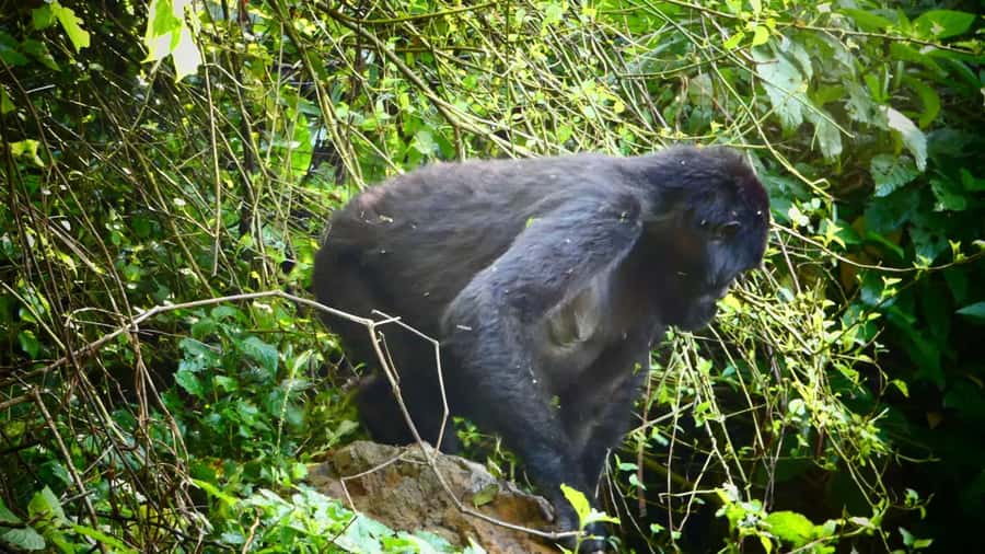 1 Day Gorilla Tour in Bwindi from Kigali - The early start that actually helps (even if it feels intense)