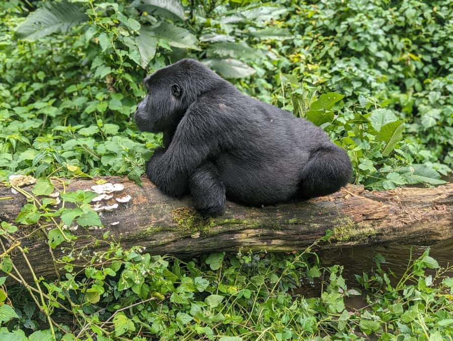 1 Day Gorilla Tour in Bwindi from Kigali - The park briefing: where you learn the tone of the day