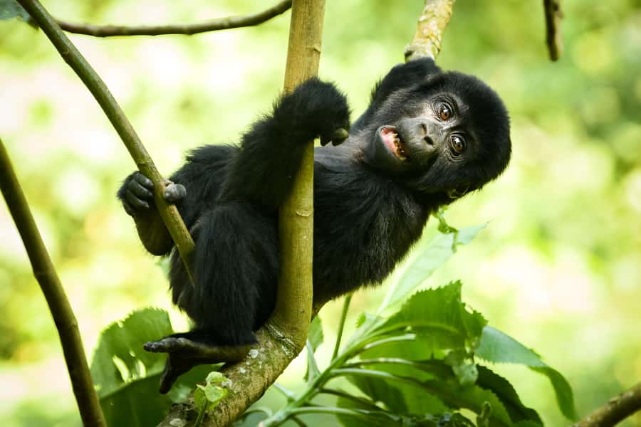 1 Day Gorilla Tour in Bwindi from Kigali - Trekking through Bwindi: why the walk can be short or a real hike