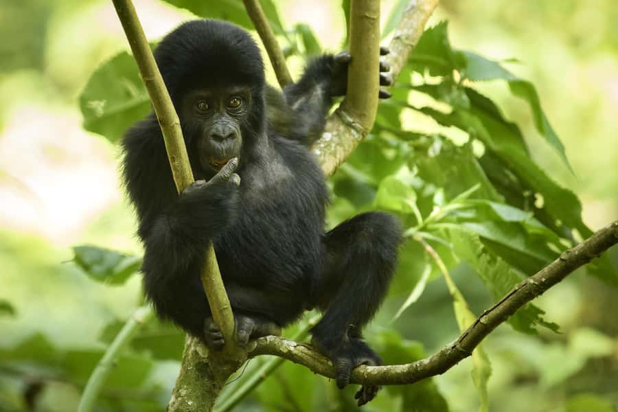 1 Day Gorilla Tour in Bwindi from Kigali - Lunch in the forest area, then the ride back to Kigali