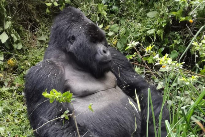 1 Day Gorilla Trekking Mgahinga Gorilla NP & Lake Bunyonyi - Key Highlights You Should Know