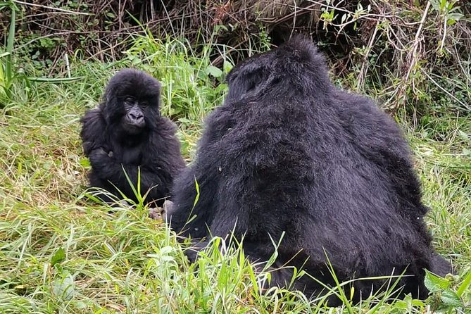 1 Day Gorilla Trekking Mgahinga Gorilla NP & Lake Bunyonyi - One Day Gorilla Trekking, Kabale to Bwindi or Mgahinga