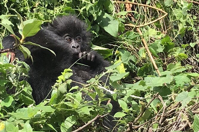 1 Day Gorilla Trekking Mgahinga Gorilla NP & Lake Bunyonyi - The Trek: Moderate Fitness, Focused Searching, Real Jungle Time