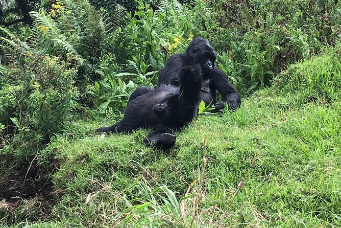 1 Day Gorilla Trekking Mgahinga Gorilla NP & Lake Bunyonyi - Meeting the Gorillas: One Hour That Feels Like Gravity