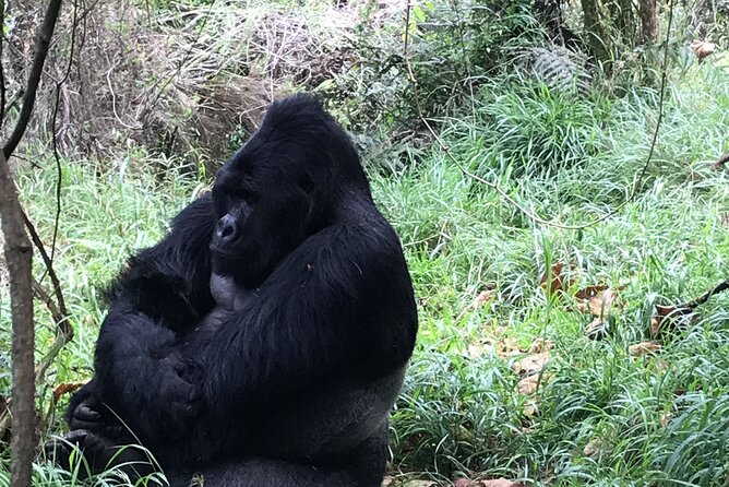 1 Day Gorilla Trekking Mgahinga Gorilla NP & Lake Bunyonyi - Value and Price: Is $1,400 a Fair Deal?
