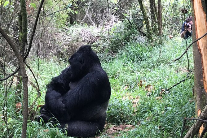 1 Day Gorilla Trekking Mgahinga Gorilla NP & Lake Bunyonyi - Guides and Communication: Why Aron’s Style Matters