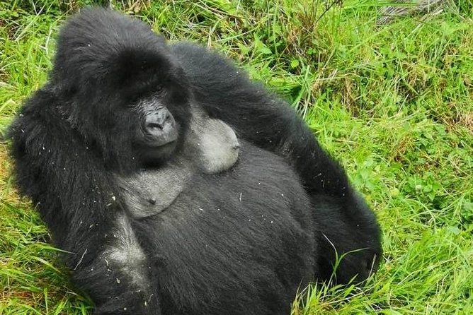 1 Day Gorilla Trekking Mgahinga Gorilla NP & Lake Bunyonyi - The Early 5:00 am Pickup and Lake Bunyonyi Morning