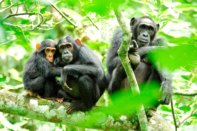 1 Day Kibale National Park - Key points before you go
