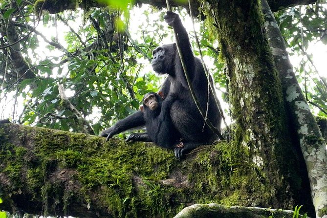 1 Day Kibale National Park - Fort Portal pickup, transport, and why it affects your day