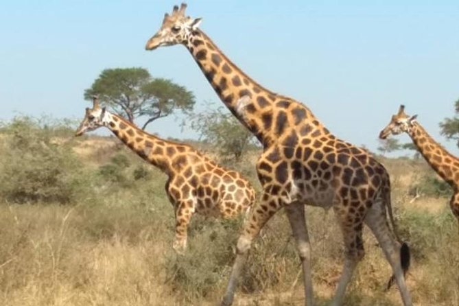 1 Day Lake Mburo National Park Short Safari from Kampala - Why Lake Mburo Makes Sense for a One-Day Safari From Kampala