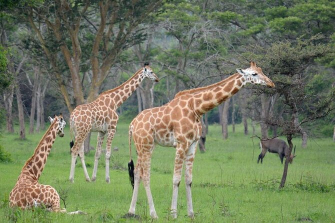 1 Day Lake Mburo National Park Short Safari from Kampala - 6:00 am Start, Pickup, and How to Set Yourself Up for a Smooth Day