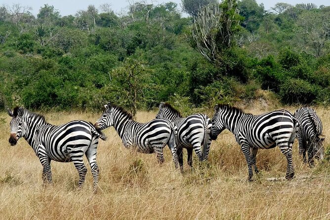1 Day Lake Mburo National Park Short Safari from Kampala - How the Short Format Changes What You Can Expect