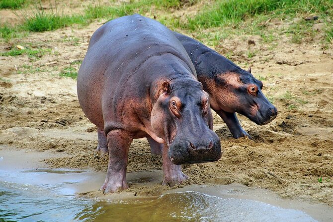 1 Day Lake Mburo National Park Short Safari from Kampala - A Note on Guides, Vehicles, and the Human Side of This Safari