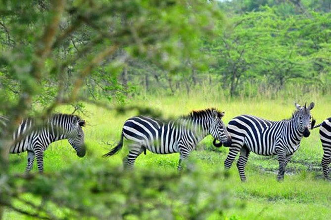 1 Day Lake Mburo Tour from Kampala - Kampala to Lake Mburo: savannah driving plus a true Equator photo stop