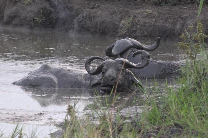1 Day Lake Mburo Wildlife Safari - Lake Mburo National Park: the one day safari sweet spot