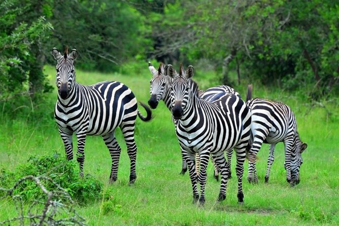 1 Day Lake Mburo Wildlife Safari - Kampala to Mburo with a 6:00 am start