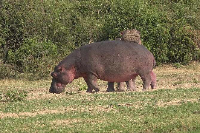 1 Day Lake Mburo Wildlife Safari - Mosquitoes and weather: the two practical factors to plan for