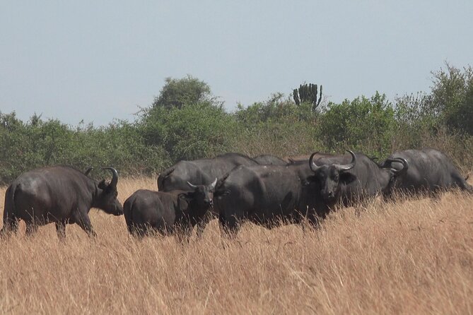 1 Day Lake Mburo Wildlife Safari - FAQ