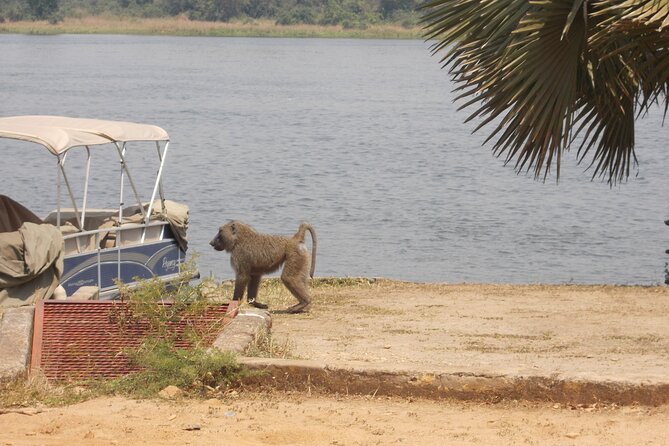 1 Day Lake Mburo Wildlife Safari - Wildlife viewing focus: eland herds, zebras, and buffalo