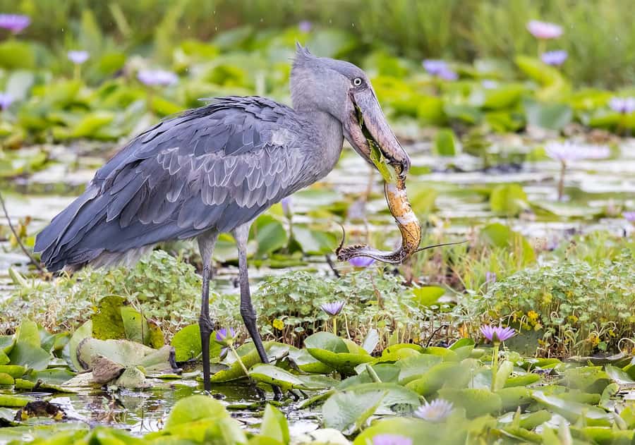 1-Day Mabamba Shoebill Birding Tour in Lake Victoria Entebbe - Key Things That Make This Tour Worth Your Time