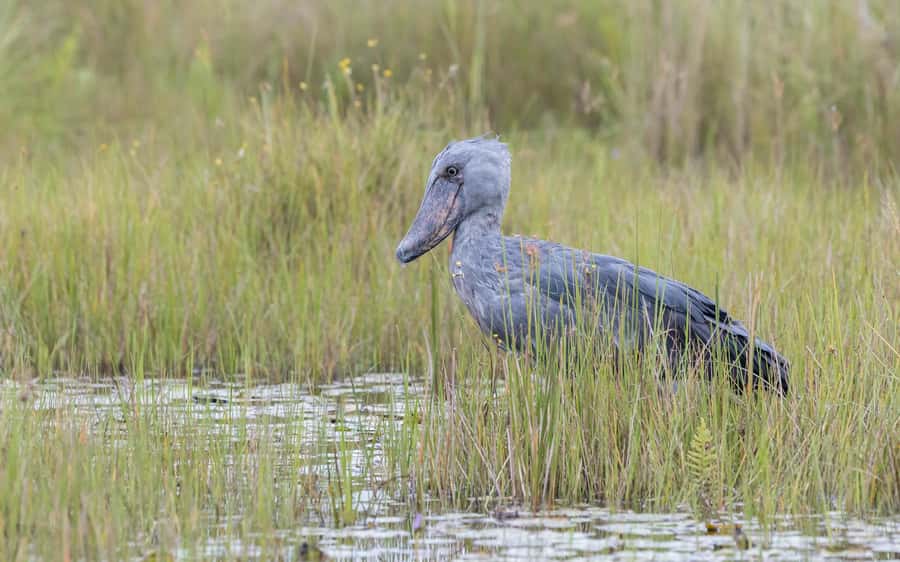 1-Day Mabamba Shoebill Birding Tour in Lake Victoria Entebbe - Why Mabamba Swamp Is the Place to Look for Shoebills