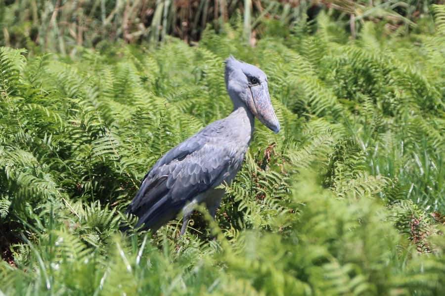 1-Day Mabamba Shoebill Birding Tour in Lake Victoria Entebbe - Getting to Nakiwogo: The 40-Minute Lake Victoria Boat Ride