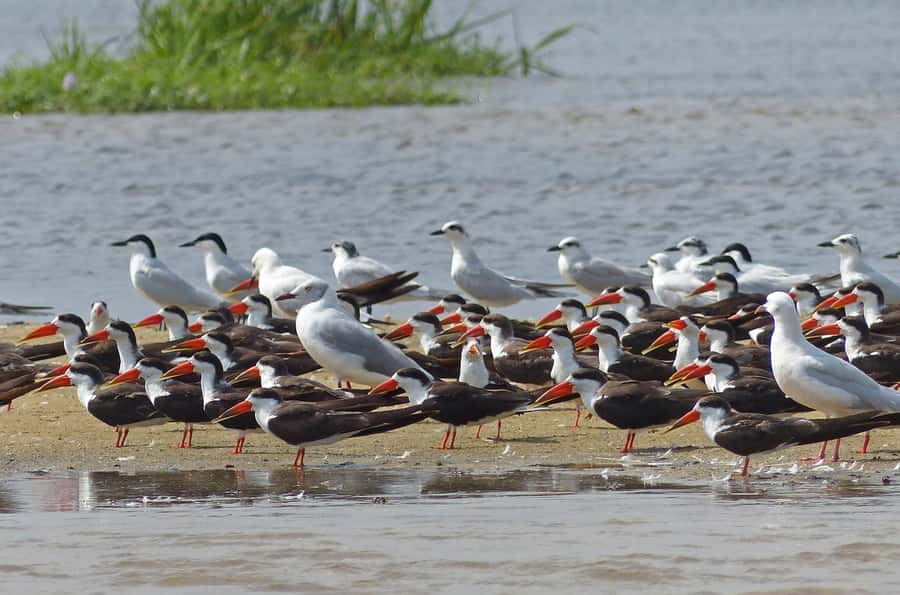 1-Day Mabamba Shoebill Birding Tour in Lake Victoria Entebbe - Guide Quality: English Birding and Real Bird Spotting Skills