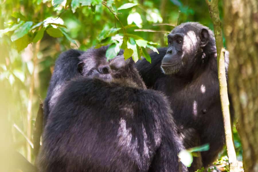 1-Day Ngamba Island chimpanzee tour - Why Ngamba Island Feels Worth the Boat Ride