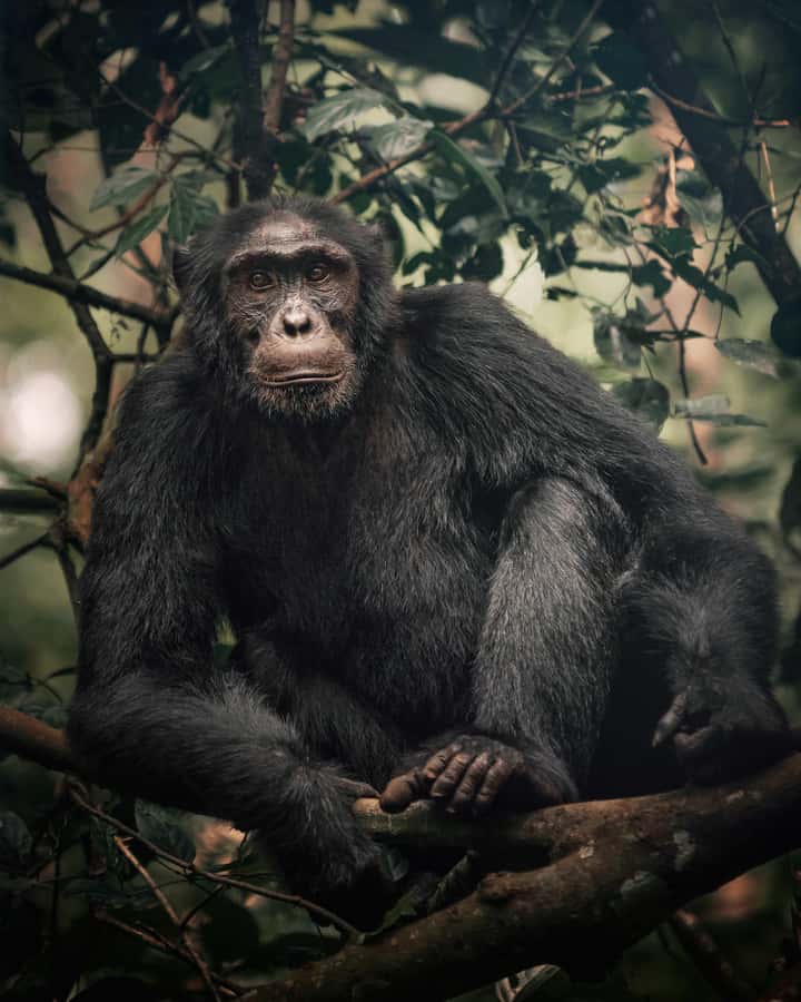 1-Day Ngamba Island chimpanzee tour - Boat Timing and the Two Viewing Sessions That Shape Your Day