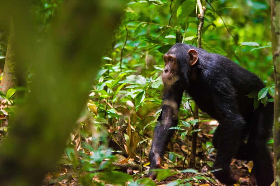1-Day Ngamba Island chimpanzee tour - Ngamba Island Visitor Center: The Part That Gives Context Fast