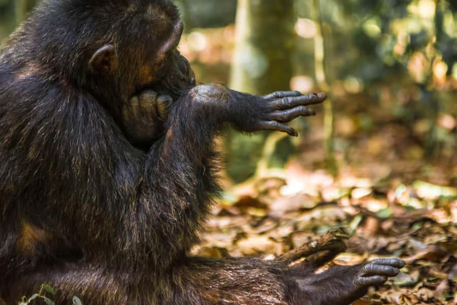 1-Day Ngamba Island chimpanzee tour - From Hotel Pickup to Speedboat: How the Logistics Work