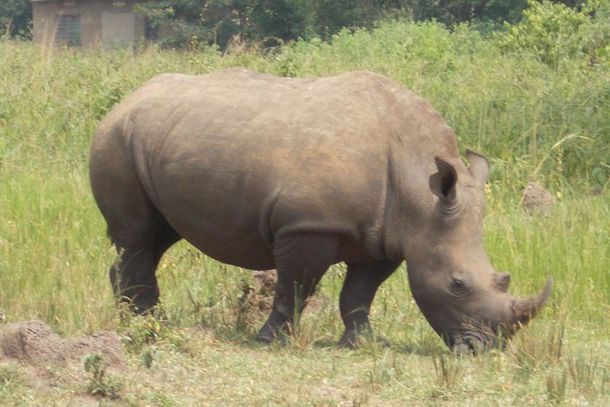 1 Day ziwa Rhino tracking trip - Key reasons this Ziwa Rhino tracking day works