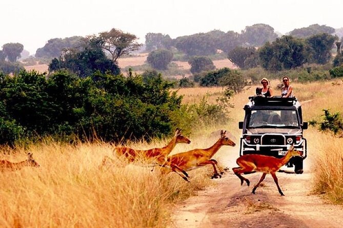 10-Day African Safari in Uganda from Kampala - Private Routing From Kampala: What You Really Get in 10 Days