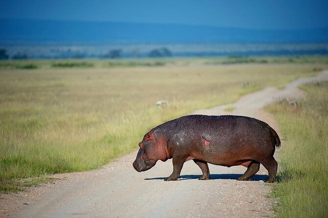 10-Day African Safari in Uganda from Kampala - Queen Elizabeth National Park: Early Light, Then Kazinga Channel Magic