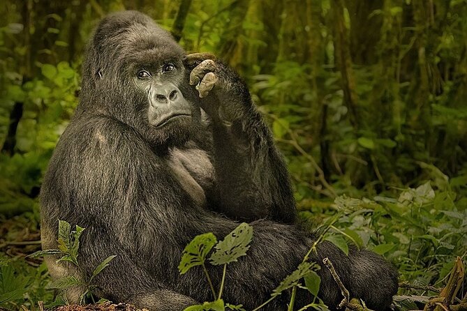 10-Day African Safari in Uganda from Kampala - Bwindi Impenetrable Forest: Gorilla Trek Realities and Why This Day Matters