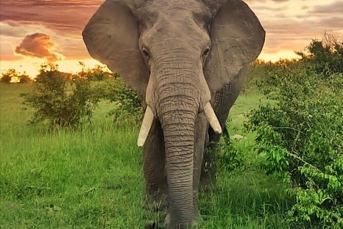 10-Day African Safari in Uganda from Kampala - Price and Value: Is $7,400 Per Person Fair for This Route?