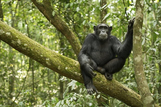10 Day Best of Uganda Adventure Safari - Fort Portal and Bigodi Wetland: a calmer Uganda day before the action