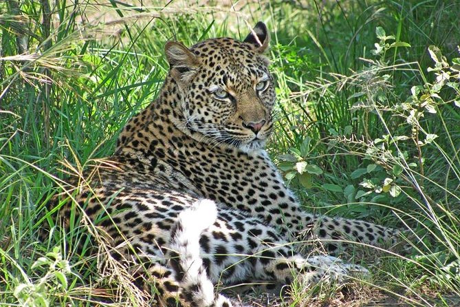 10 Day Best of Uganda Adventure Safari - Queen Elizabeth sunrise game drive, then Kazinga Channel from the boat