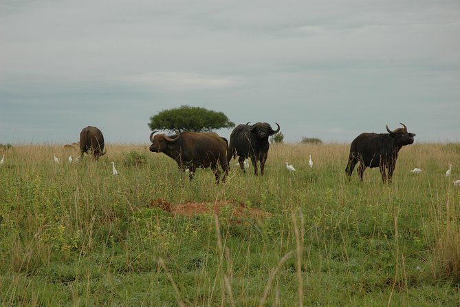 10 Day Best of Uganda Adventure Safari - Ishasha tree-climbing lions, then the Bwindi handoff
