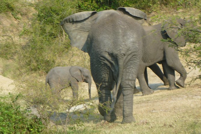10 Day Best of Uganda Adventure Safari - Gorilla tracking in Bwindi: small groups, one focused hour