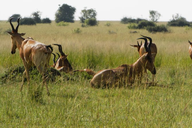 10 Day Best of Uganda Adventure Safari - Lake Mburo National Park: a different kind of safari reset
